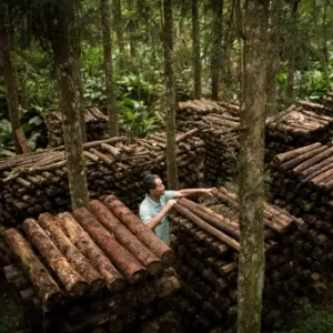 Bio Produção de Cogumelo Shiitake nas Toras de Kunugui 