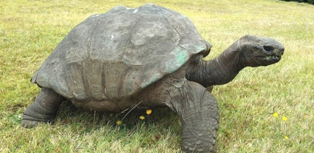 Tartaruga Jonathan pode ser animal mais velho do planeta - BBC Brasil