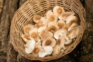 Conheça a produção de Cogumelo Shitake em Mateus Leme (MG)