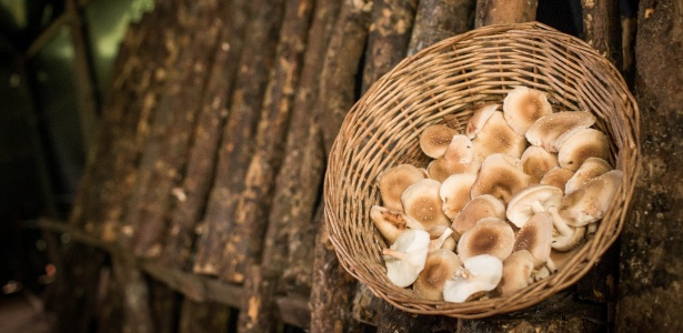 Cogumelo Shiitake bandeja 200 gramas - Mundo Mais Verde