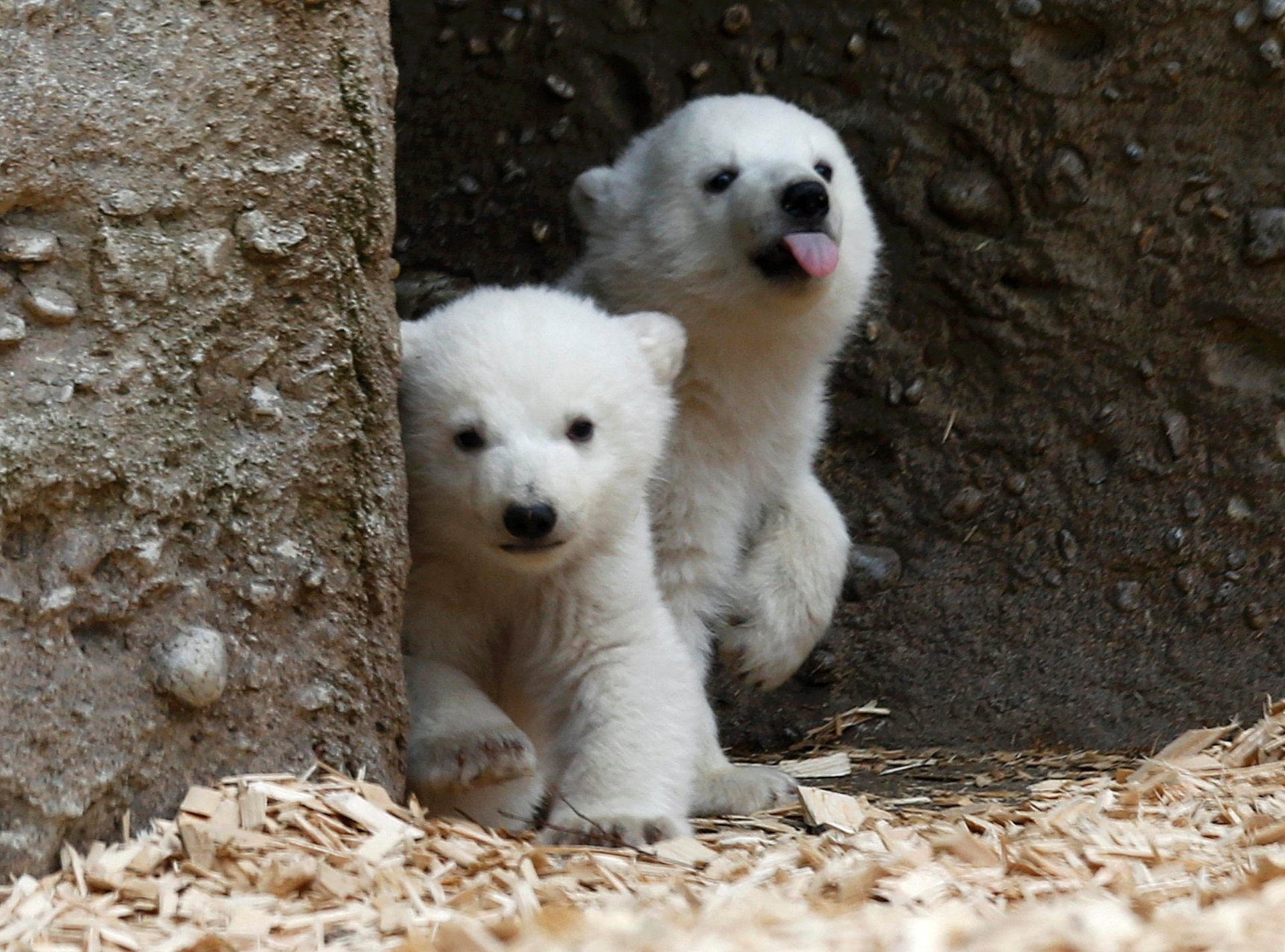 fotos filhotes gêmeos de urso polar são apresentados em da