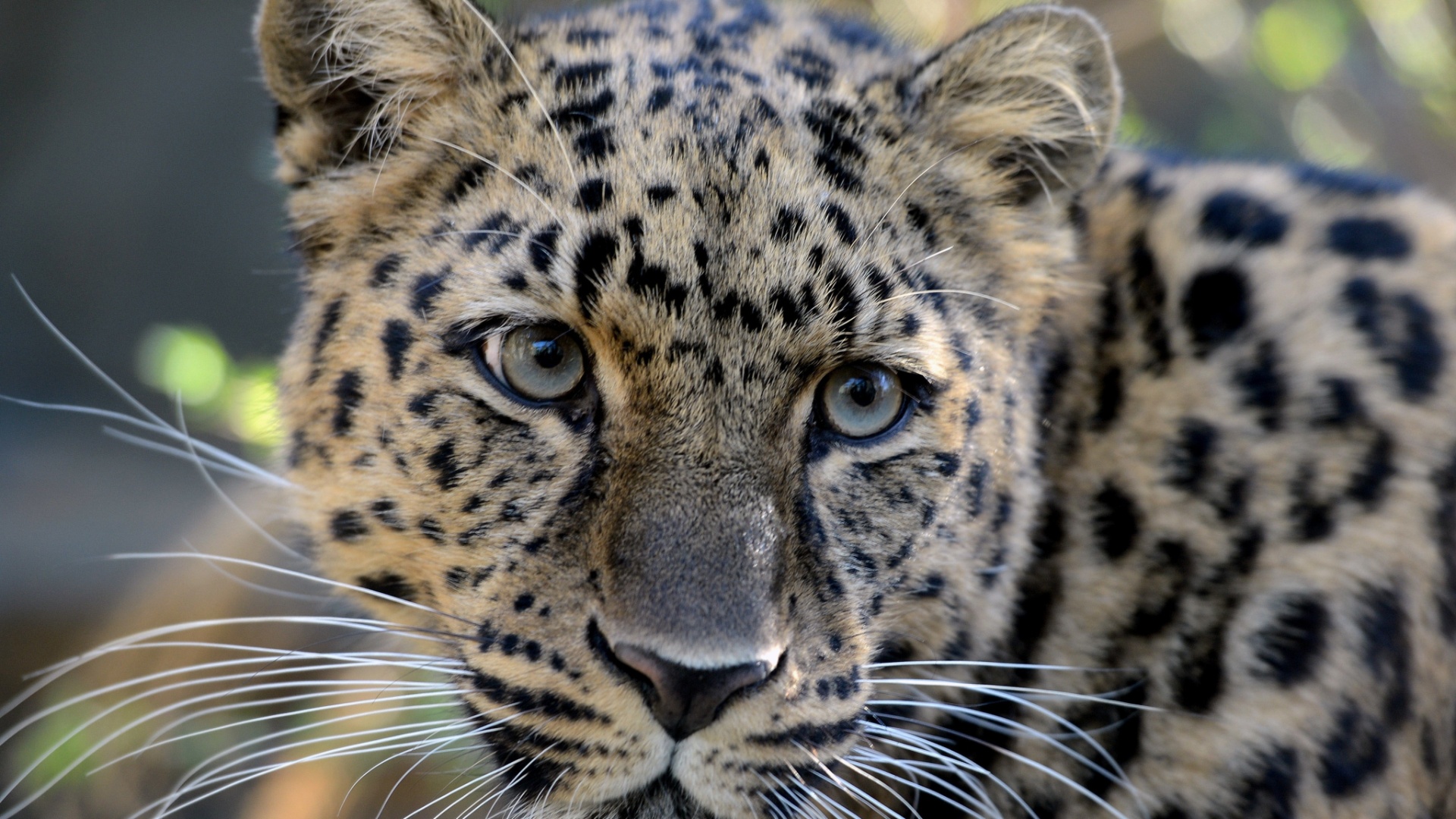 Caes Domesticos Sao O Prato Favorito Dos Leopardos Na India Diz Pesquisa 12 09 2014 Uol Noticias