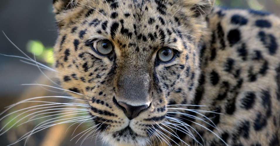 20.mar.2014 - Uma fêmea de leopardo explora seu novo lar no zoológico em Leipzig, na Alemanha