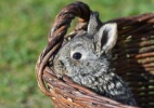 O coelho da Páscoa simboliza o quê? Faça o teste - Patrick Pleul/AFP 