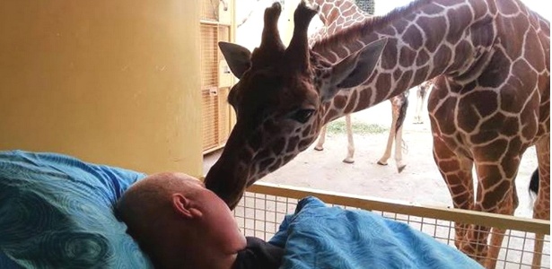 Assim que Mário se aproximou do viveiro, as girafas foram em sua direção e lhe deram um beijo - Divulgação