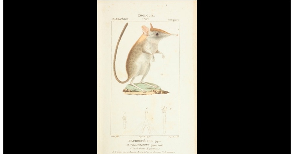 Um atlas de zoologia publicado em 1844, com ilustrações de animais vistos há 170 anos, pode ser baixado na internet. As ilustrações foram feitas por diversos artistas - e muitas das espécies que ele retratou estão extintas nos dias atuais. Algumas das criaturas são facilmente reconhecidas; outras não se assemelham aos animais com os quais convivemos hoje