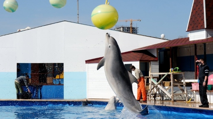 31.mar.2014 - Golfinho brinca com bola durante sessão de treinamento no Aquário de Golfinhos de Sebastopol, na Crimeia. O aquário foi criado em 1965 em uma base da Marinha da União Soviética. Os golfinhos são treinados para encontrar torpedos, minas e munição submersa em profundidades de até 120 metros. Depois da anexação da Crimeia à Rússia, o país anunciou que vai integrar os golfinhos militares à Marinha russa