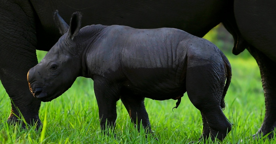 4.abr.2014 - Bebê de rinoceronte com um dia de vida é fotografado no santuário Ziwa Rhino em Nakasongola, em Uganda