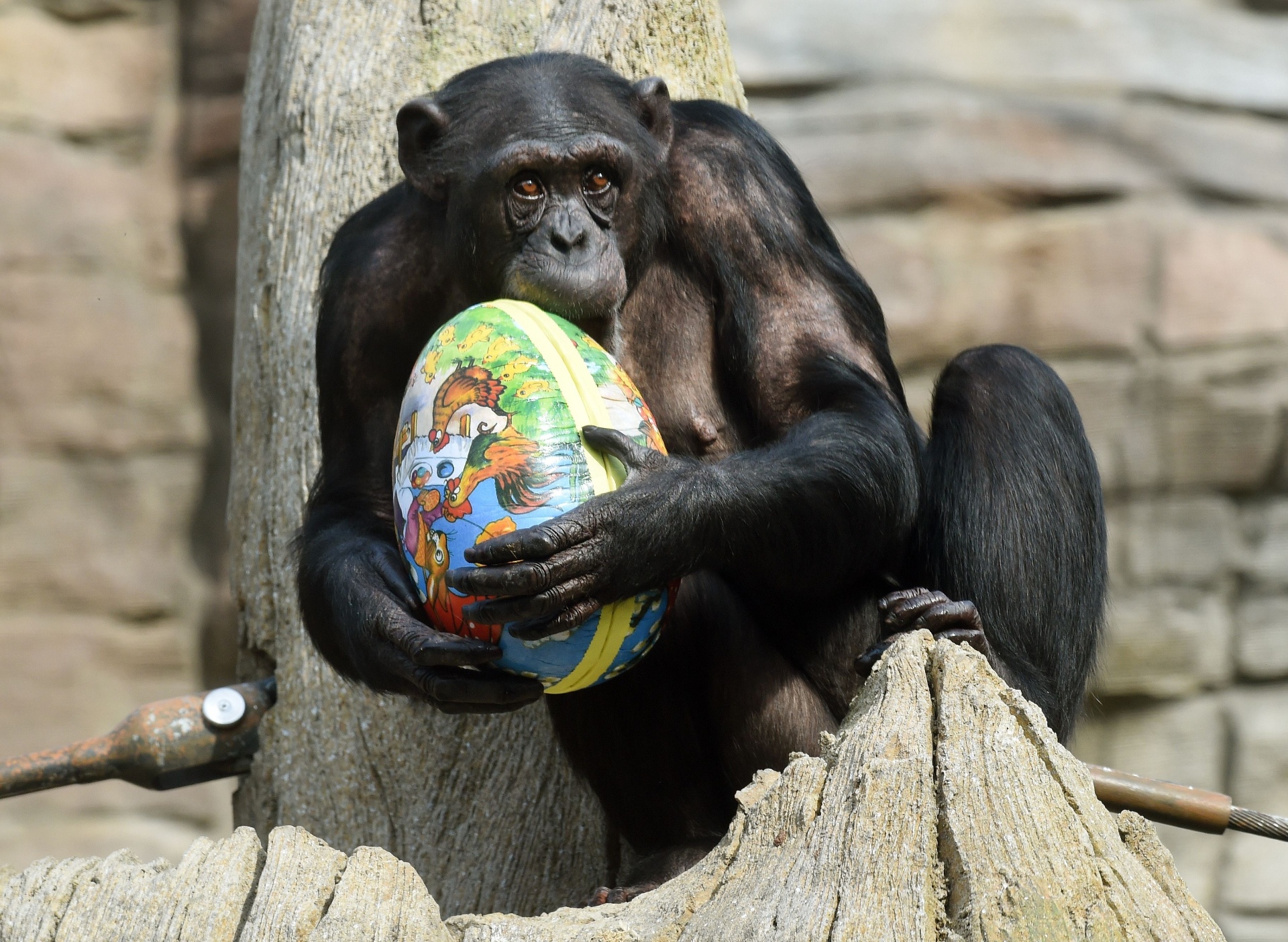 De Um Exemplo De Animal Que Produem Ovos 12 Animais