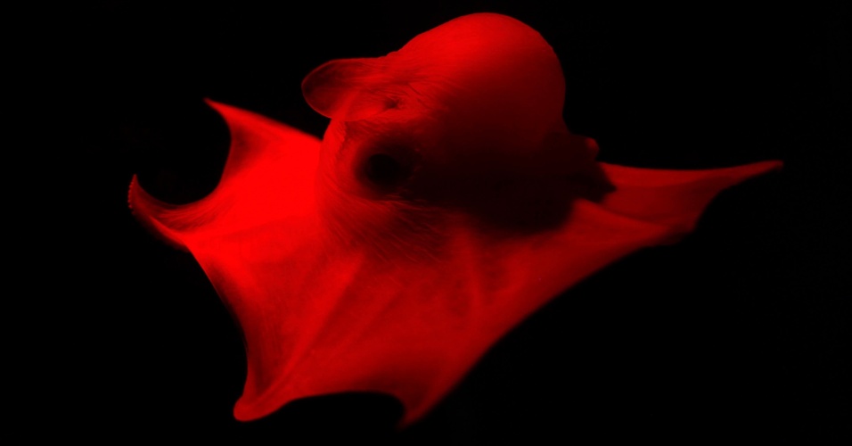 9.abr.2014 - Um polvo flapjack (Opisthoteuthis californiana) nada em tanque escurecido durante a exposição "Tentáculos: As Vidas surpreendentes de polvos, lulas e chocos" no Aquário de Monterey, na Califórnia (EUA)