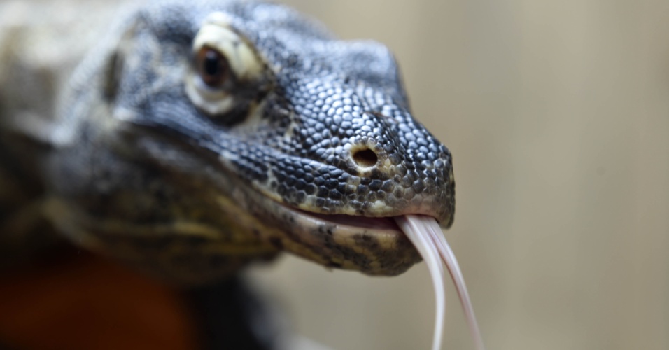 15.abr.2014 - Um dragão-de-komodo é visto em fazenda de crocodilos, na França