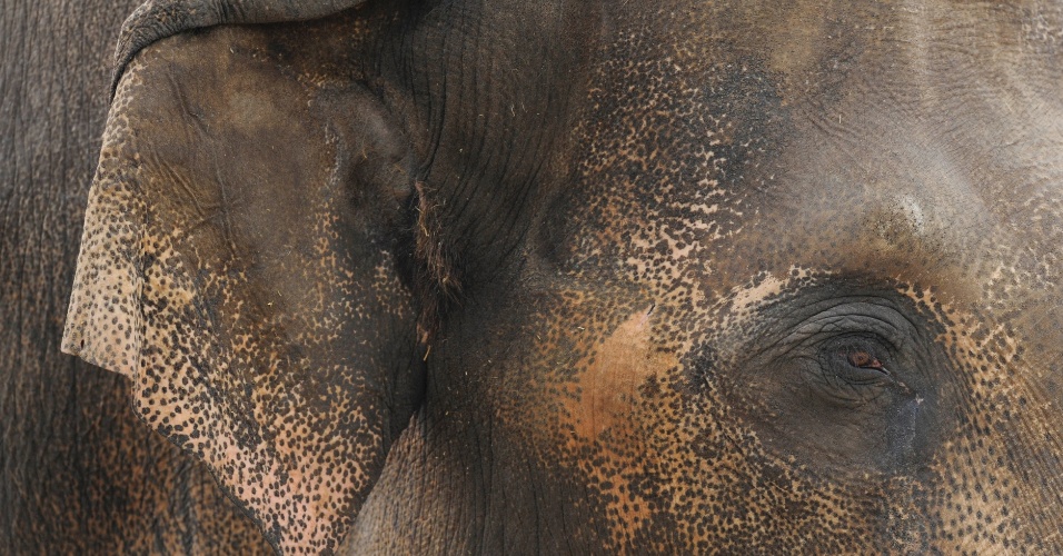 15.abr.2014 - Elefante asiático descansa no parque de animais Pairi Daiza em Brugelette, na Bélgica