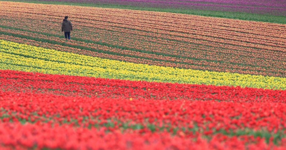15.abr.2014 - Homem passeia por campo de tulipas em Schwaneberg, na Alemanha