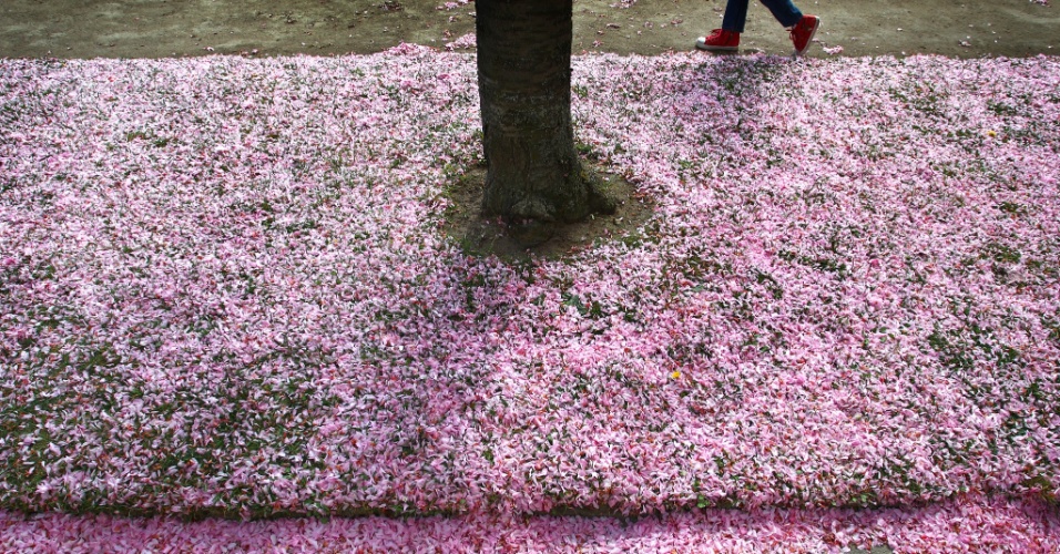 15.abr.2014 - Criança sobre pétalas de flores de cerejeiras em Wuerzburg, na Alemanha