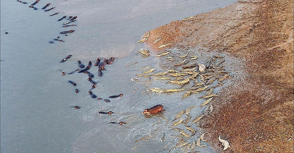 Resultado de imagem para Rio Luangwa, Zâmbia