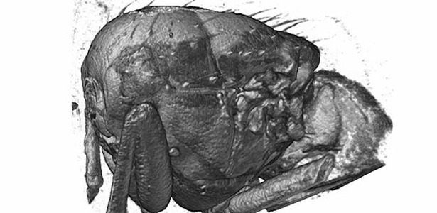 Cientistas fizeram imagem 3D de mosca durante o voo - Universidade de Oxford