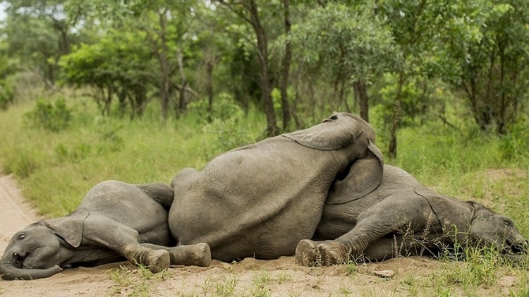 Elefantes apontados como "bêbados" após comerem grande quantidade da fruta da Marula (usada para fabricar bebidas alcoólicas) no Parque Nacional Singita Kruger, na África do Sul