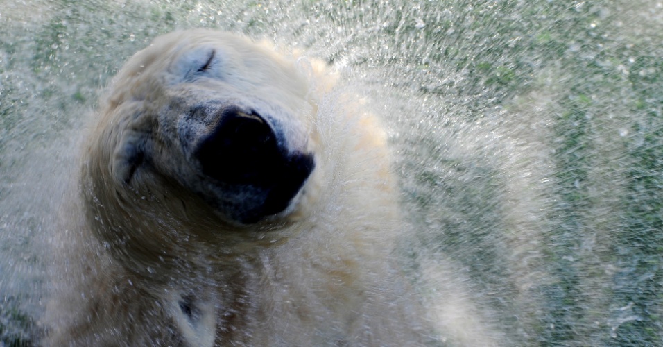 24.abr.2014 - Urso polar sacode o corpo no zoológico de São Petersburgo, na Rússia