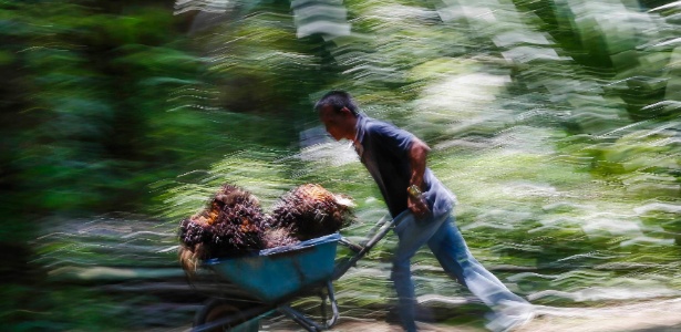 Trabalhador empurra um carrinho com frutos para a fabricação de óleo de palma  - Samsul Said/Reuters