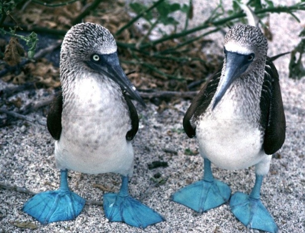 Patola-de-pés-azuis (Sula nebouxii) é uma ave símbolo das Ilhas Galápagos: ameaça de extinção por falta de comida em seu ambiente natural - Wikimedia Commons/Wikipedia