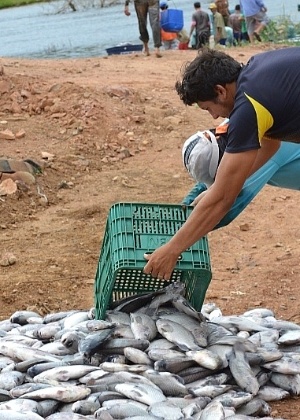 Choque térmico pode ter matado 40 mil peixes em barragem no sertão do Piauí - Associação Piauiense de Municípios / Divulgação