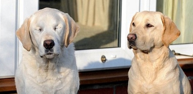Opal (à direita) ajuda Edward (à esquerda) e seu dono a se locomoverem depois que Edward, um antigo cão-guia, perdeu a visão vítima de catarata - Daily Mail