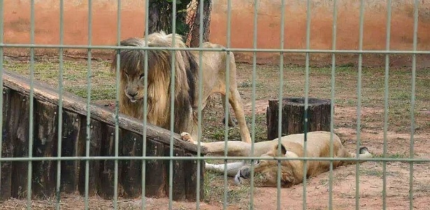 Leões do Zoológico de Americana (SP) estariam em situação de abandono e maus-tratos, segundo denúncias de funcionários e frequentadores - Reprodução/Facebook