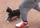 Vídeo no Facebook leva à prisão homem que chutou gato nos EUA - Reprodução