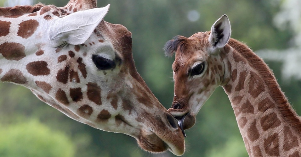 9.mai.2014 - Filhote de girafa com nove dias de vida lambe a mãe no zoológico Friedrichsfelde, em Berlim