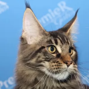 Fotos: Evento reúne 360 gatos de 23 raças diferentes em São Paulo -  25/08/2014 - UOL Notícias