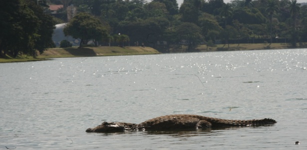 11.mai.2014 - Jacaré é visto na lagoa da Pampulha, em Belo Horizonte (MG). - Eugenio Moraes/Jornal Hoje em Dia