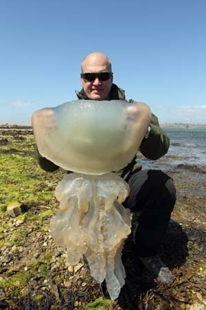 11.mai.2014 - O fotógrafo de vida selvagem Steve Trewhella, 49, encontrou uma medusa (rhizostoma Octopus) cuja cúpula media 1 metro de diâmetro, no litoral de Portland (EUA). Esse animais costumam viver no mar Mediterrâneo e no nordeste do oceano Atlântico