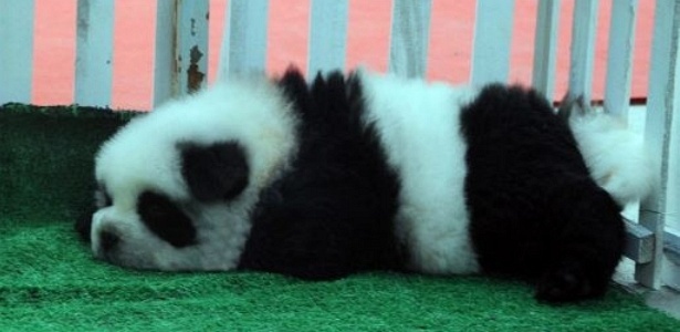 Nova moda na China: cães coloridos artificialmente para que fiquem parecidos com pandas fofinhos - Reprodução/Daily Mail
