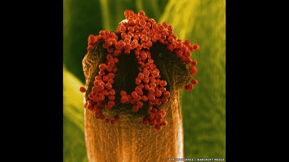 13.mai.2014 - Camomila, rosas comuns ou tipos raros de flores. Centenas de plantas já passaram pelas lentes do microscópio da premiada dupla Eye of Science (Olho da ciência), formada pelo fotógrafo Oliver Meckes e pela bióloga Nicole Ottawa. Munidos de equipamentos de última geração, eles transformam pequenos pedaços de pétalas e folhas em imagens deslumbrantes - Eye of Science/Barcroft Media