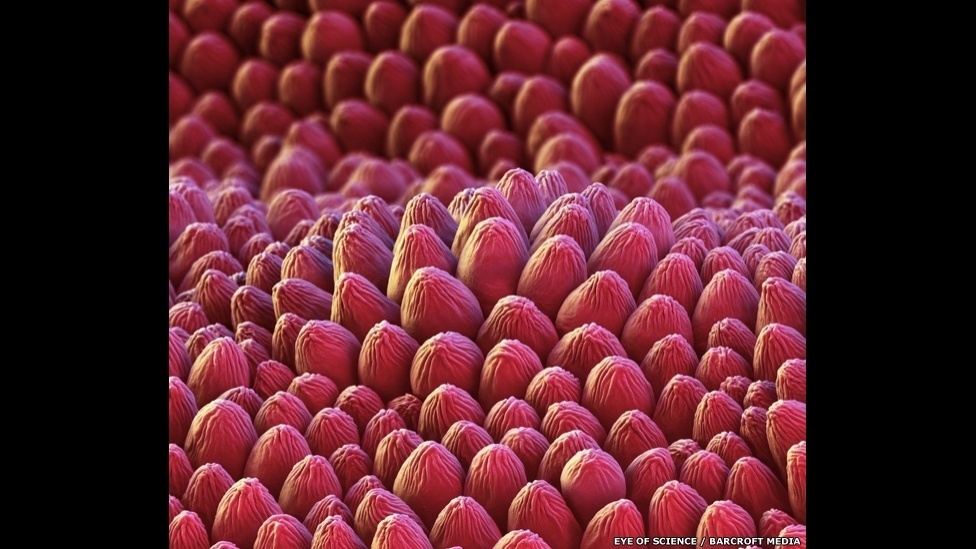 13.mai.2014 - Camomila, rosas comuns ou tipos raros de flores. Centenas de plantas já passaram pelas lentes do microscópio da premiada dupla Eye of Science (Olho da ciência), formada pelo fotógrafo Oliver Meckes e pela bióloga Nicole Ottawa. Munidos de equipamentos de última geração, eles transformam pequenos pedaços de pétalas e folhas em imagens deslumbrantes - Eye of Science/Barcroft Media