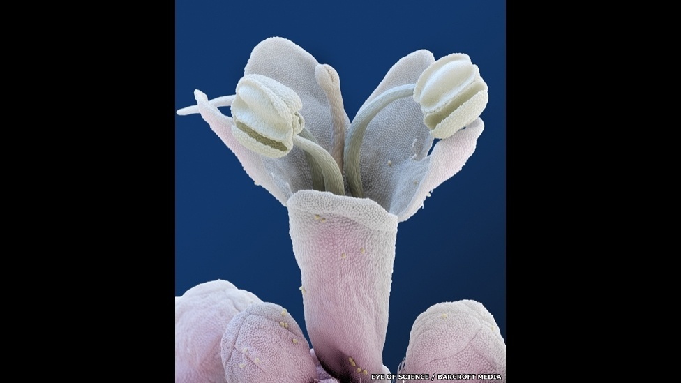13.mai.2014 - Camomila, rosas comuns ou tipos raros de flores. Centenas de plantas já passaram pelas lentes do microscópio da premiada dupla Eye of Science (Olho da ciência), formada pelo fotógrafo Oliver Meckes e pela bióloga Nicole Ottawa. Munidos de equipamentos de última geração, eles transformam pequenos pedaços de pétalas e folhas em imagens deslumbrantes - Eye of Science/Barcroft Media