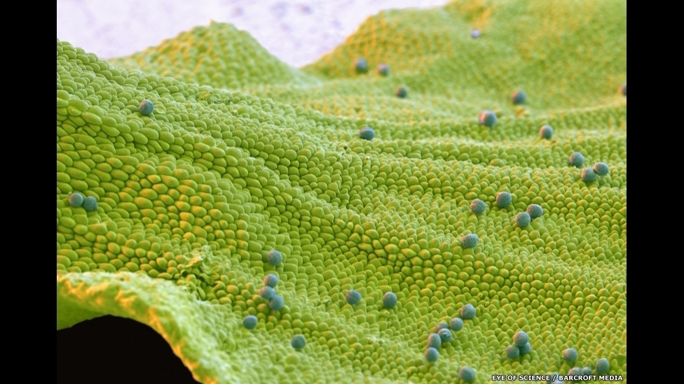 13.mai.2014 - Camomila, rosas comuns ou tipos raros de flores. Centenas de plantas já passaram pelas lentes do microscópio da premiada dupla Eye of Science (Olho da ciência), formada pelo fotógrafo Oliver Meckes e pela bióloga Nicole Ottawa. Munidos de equipamentos de última geração, eles transformam pequenos pedaços de pétalas e folhas em imagens deslumbrantes - Eye of Science/Barcroft Media