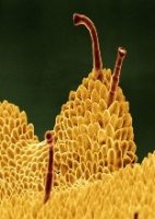 Fotos Fotografos Usam Microscopio Para Fazer Imagens Deslumbrantes De Petalas E Folhas 13 05 2014 Uol Noticias