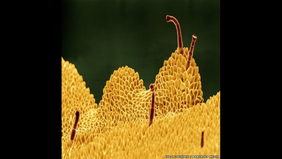 13.mai.2014 - Camomila, rosas comuns ou tipos raros de flores. Centenas de plantas já passaram pelas lentes do microscópio da premiada dupla Eye of Science (Olho da ciência), formada pelo fotógrafo Oliver Meckes e pela bióloga Nicole Ottawa. Munidos de equipamentos de última geração, eles transformam pequenos pedaços de pétalas e folhas em imagens deslumbrantes - Eye of Science/Barcroft Media