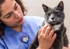 Após flagra de agressão no Facebook, gato recebe cuidados em NY - Divulgação/ASPCA