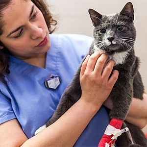 Gato batizado de King está sendo tratado em hospital veterinário; não há detalhes sobre o ferimento  - Divulgação/ASPCA