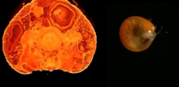 À esquerda, secção do fóssil com o espermatozoide; à direita, o animal, que é um ostracode, crustáceo microscópico de água doce ou salgada - Reprodução/Nature