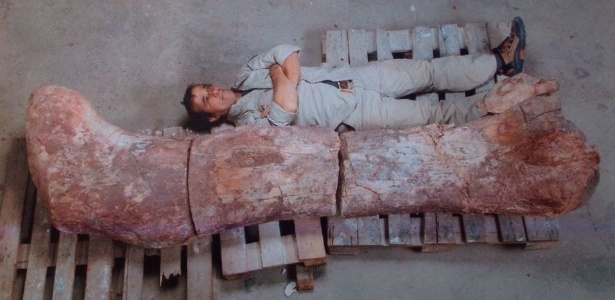 Restos fósseis de um enorme dinossauro que pesava o equivalente a 14 elefantes, ou seja, 100 toneladas - Museo Egidio Feruglio/Reprodução