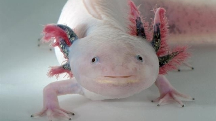 O axolote é conhecido também por ser curiosamente fotogênico O axolote é conhecido também por ser curiosamente fotogênico