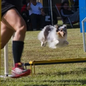 Fotos: Agility: cães participam de campeonato de velocidade - 17/05/2014 -  UOL Notícias