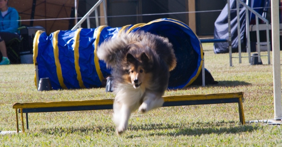 Agility: cães participam de campeonato de velocidade - Fotos - UOL
