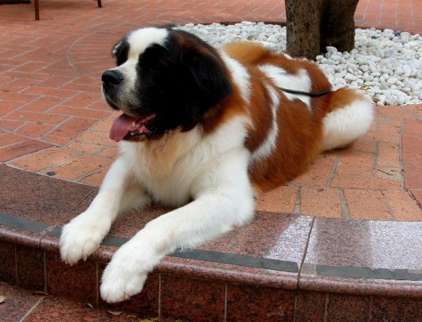 O cachorro Beethoven Júnior, mascote do Grupo Giovannetti de choperia e restaurante, que morreu em acidente - Divulgação
