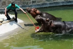 Homem interagindo com leões se diz 'pastor', mas é tratador de animais