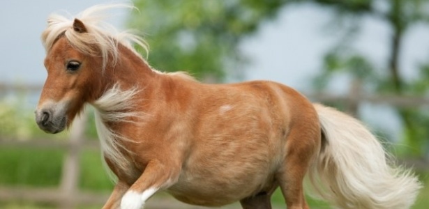 Charlie, o menor cavalo do mundo, foi roubado em setembro do ano passado - Reprodução/Daily Mail