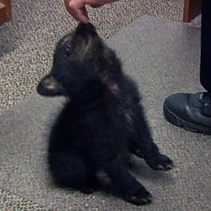 O filhote de urso negro foi entregue à delegacia de Myrtle Creek, no sul do Oregon (EUA), por uma família que o encontrou choramingando no quintal - KPIC/TV